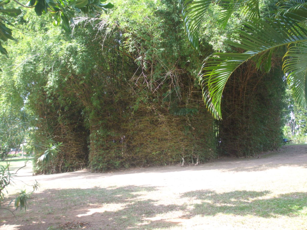 The Bamboo House